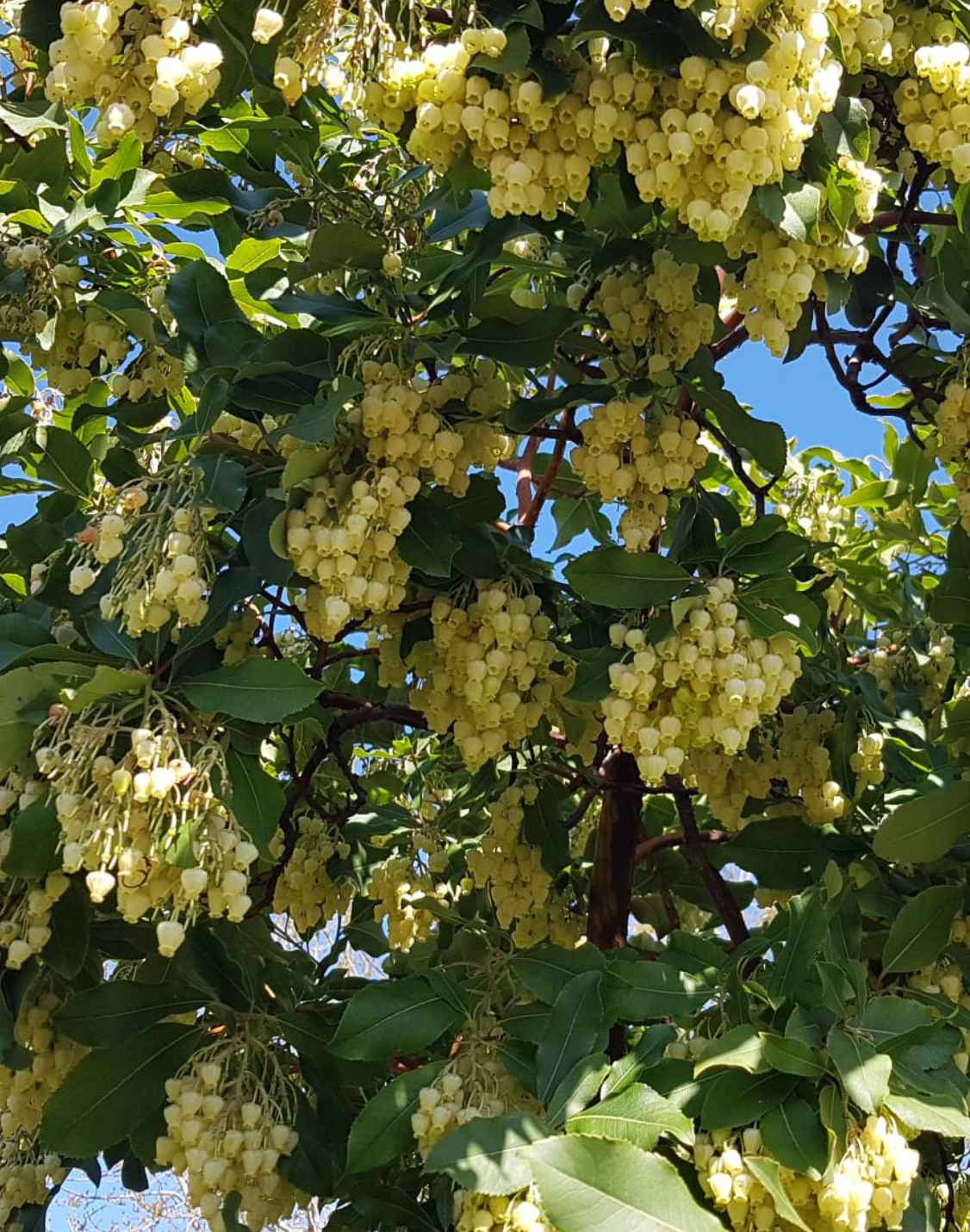 קטלב קטלבי יראון