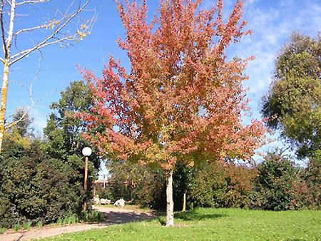 אדר תלת - אונתי