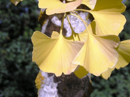 גינקו בילובה