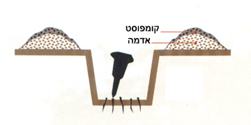 משתלת אלון - הנחיות שתילה - שלב2