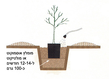 משתלת אלון - הנחיות שתילה - שלב3