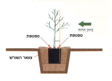 משתלת אלון - הנחיות שתילה - שלב4