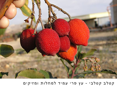 עצי פרי מוצלחים במשתלת אלון