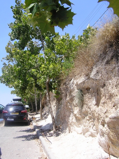 דולב מקסיקני