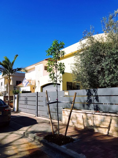 מילה אובליסק כמחליפת ברכיכיטון בפרדסיה