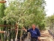 המשתלה המובילה מבין המשתלות בגליל