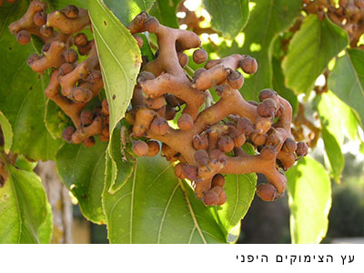 עץ הצימוקים היפני