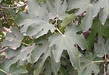 תאנה לבנה מתוקה מזן "ריחניה"