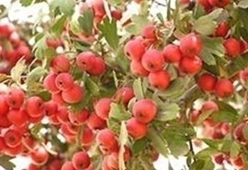 עוזרר אדום