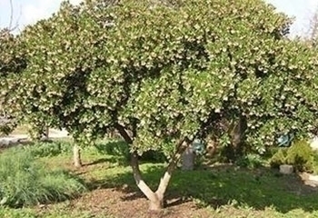 קטלב משונן