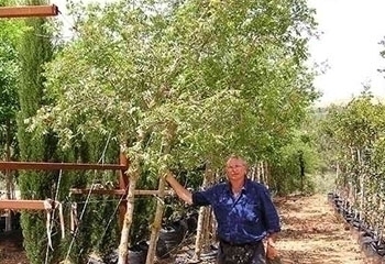 אלה ארץ ישראלית