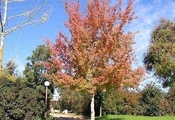 אדר תלת - אונתי