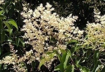 ליגוסטרום יפני