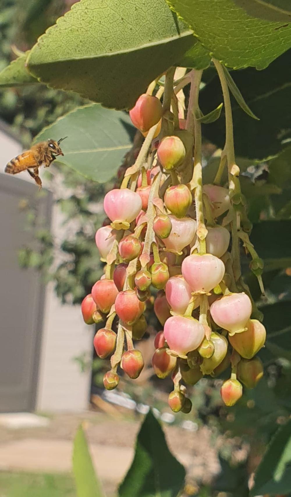 קטלב קטלבי יראון