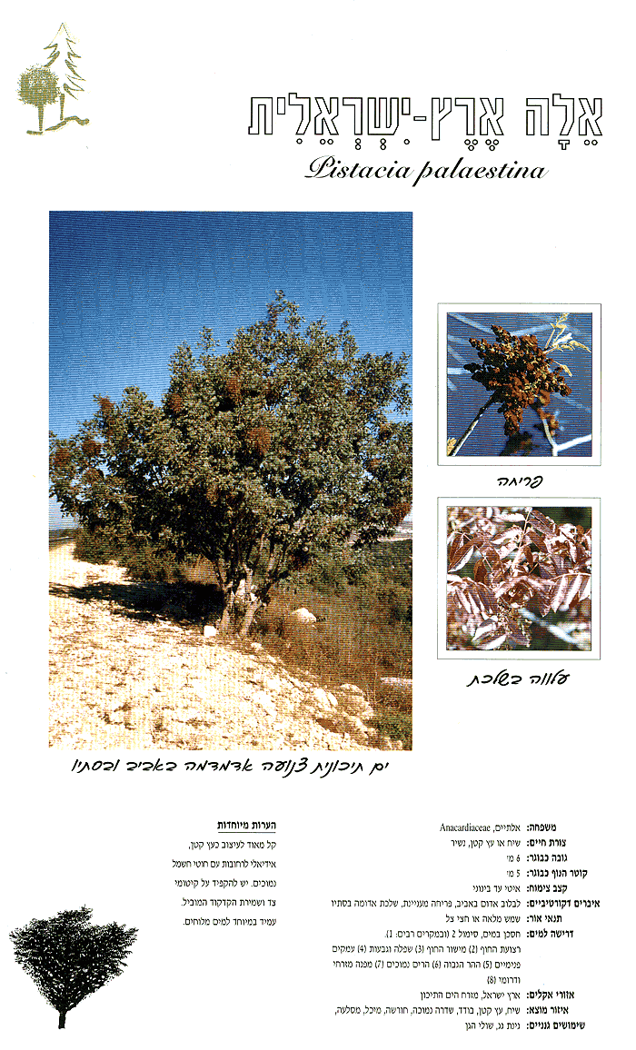 אלה ארץ ישראלית