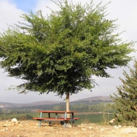 אולמוס רשפים נוף העץ