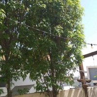אקליפטוס מאפיר פריחה תקריב