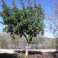 חרוב מצוי נקבה