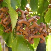 עץ הצימוקים היפני - פרי