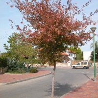 אולמוס רשפים בשלכת