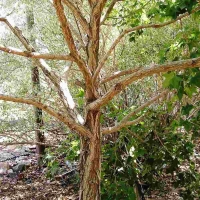 אדר טרונקטום גזע