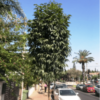 מילה אובליסק