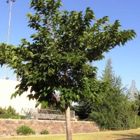 תות דולבני נוף העץ