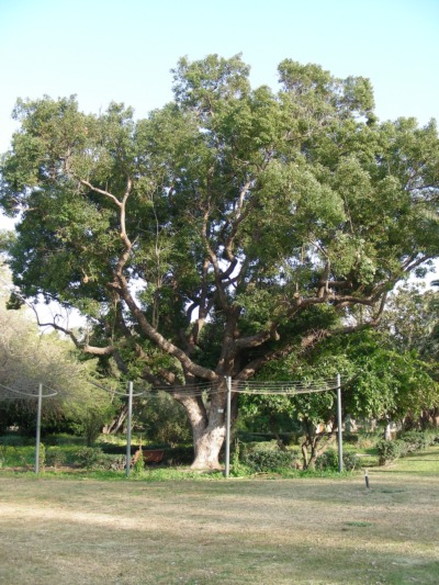 קינמון קמפורי בן 100 שנה במקווה ישראל