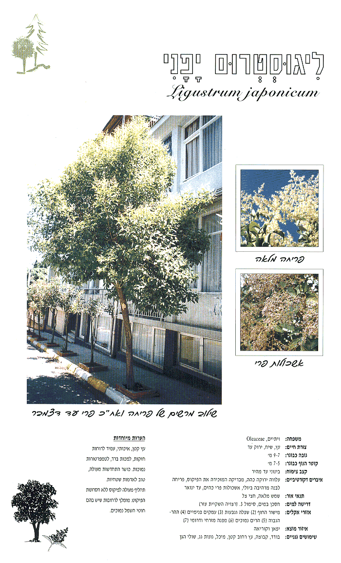 ליגוסטרום יפני