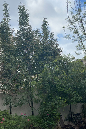 מילה אובליסק