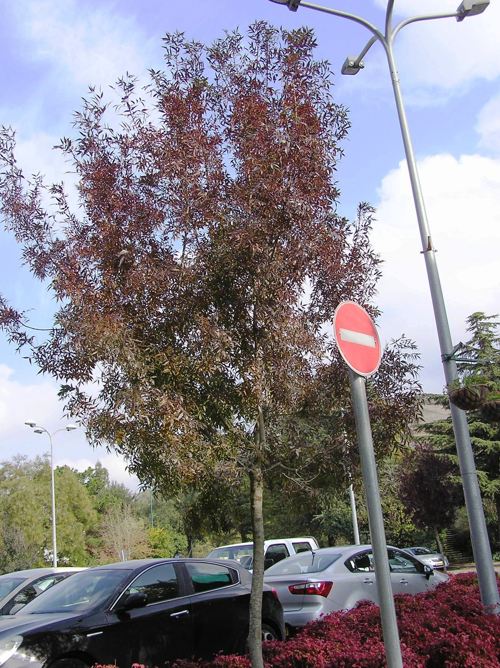 מילה חדת עלים במרום גולן 2018