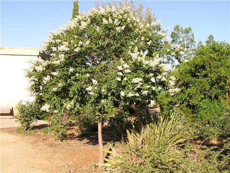 לגסטרמיה כלאיים