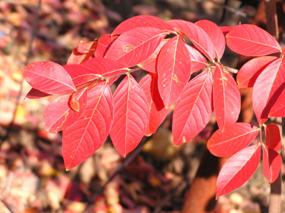 לגסטרמיה כלאיים שלכת