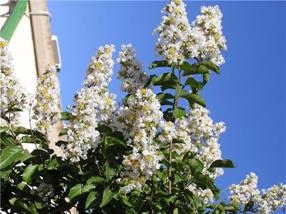 לגסטרמיה כלאיים