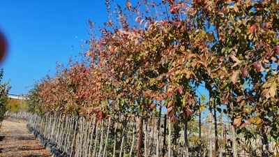 עצים לצבעי שלכת