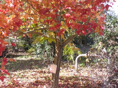 עצים לצבעי שלכת