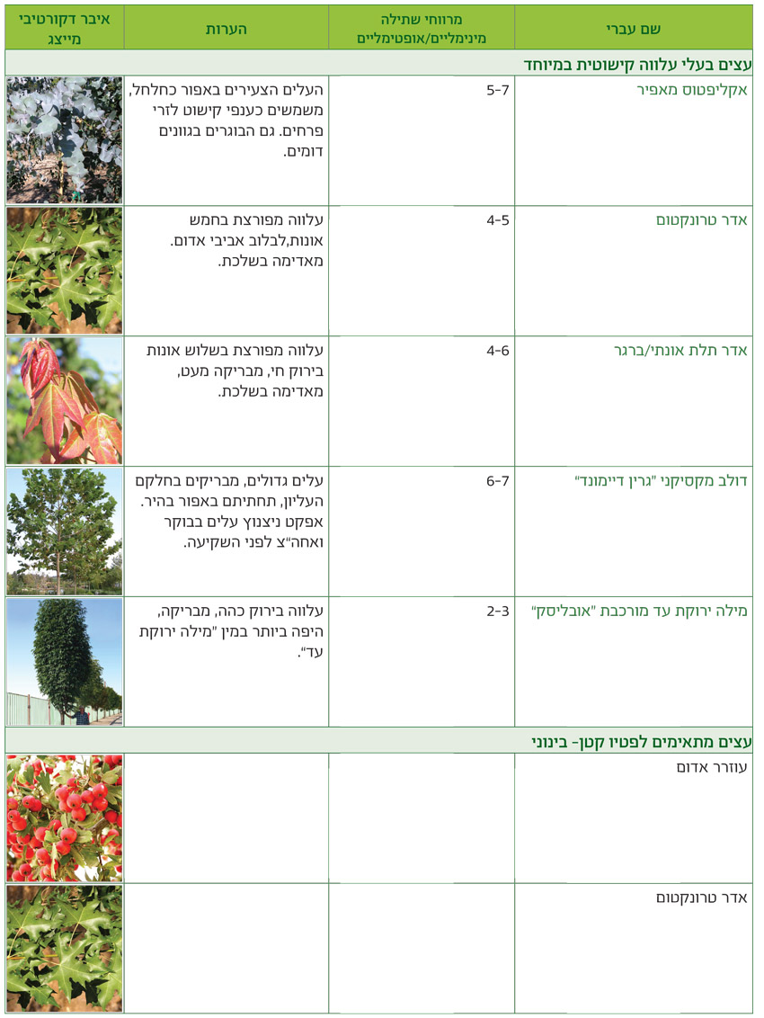 טבלאות שימושים מאויירות לפי שימושים גנניים לעצים - דף12